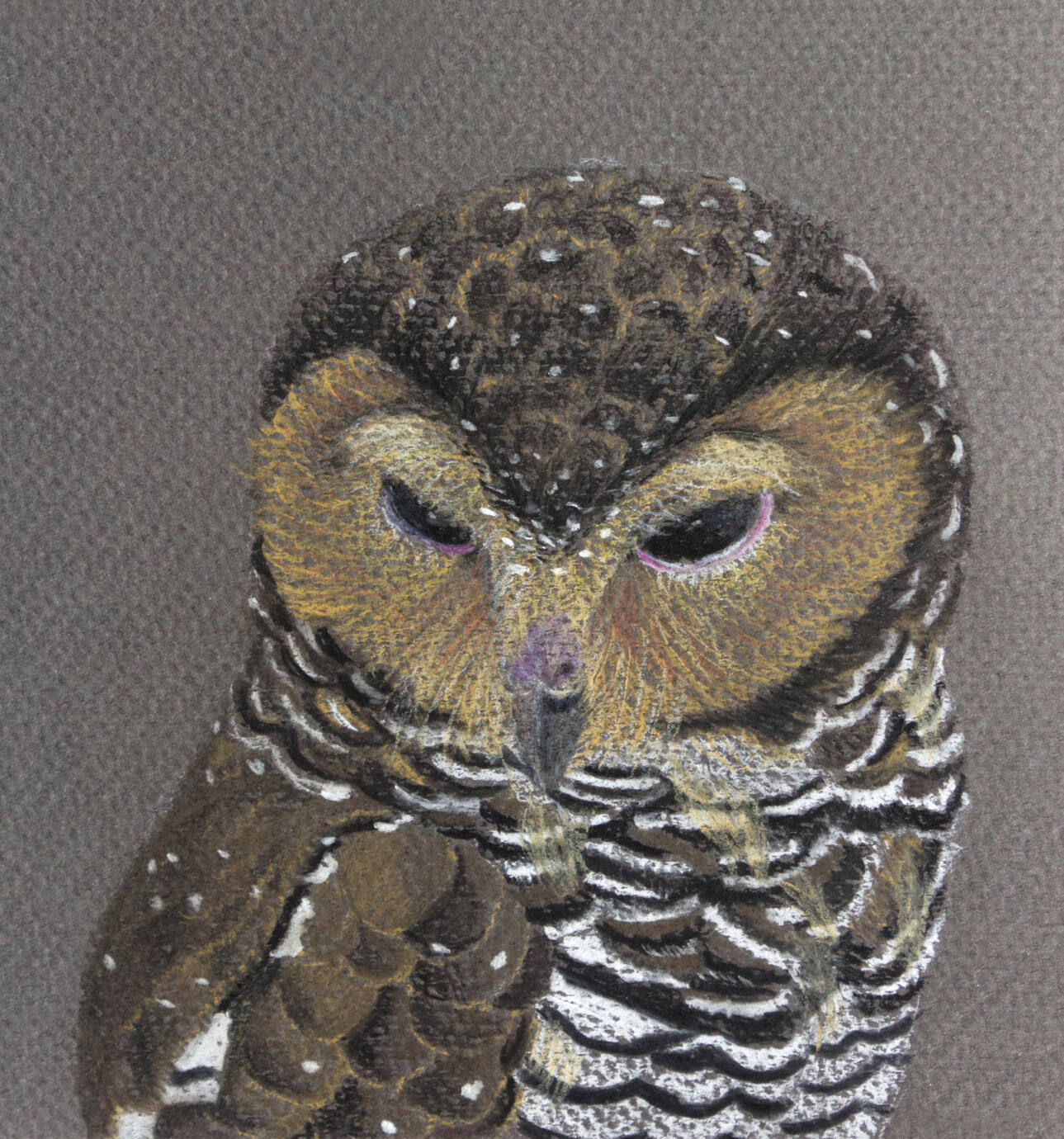 Spotted Owl sold